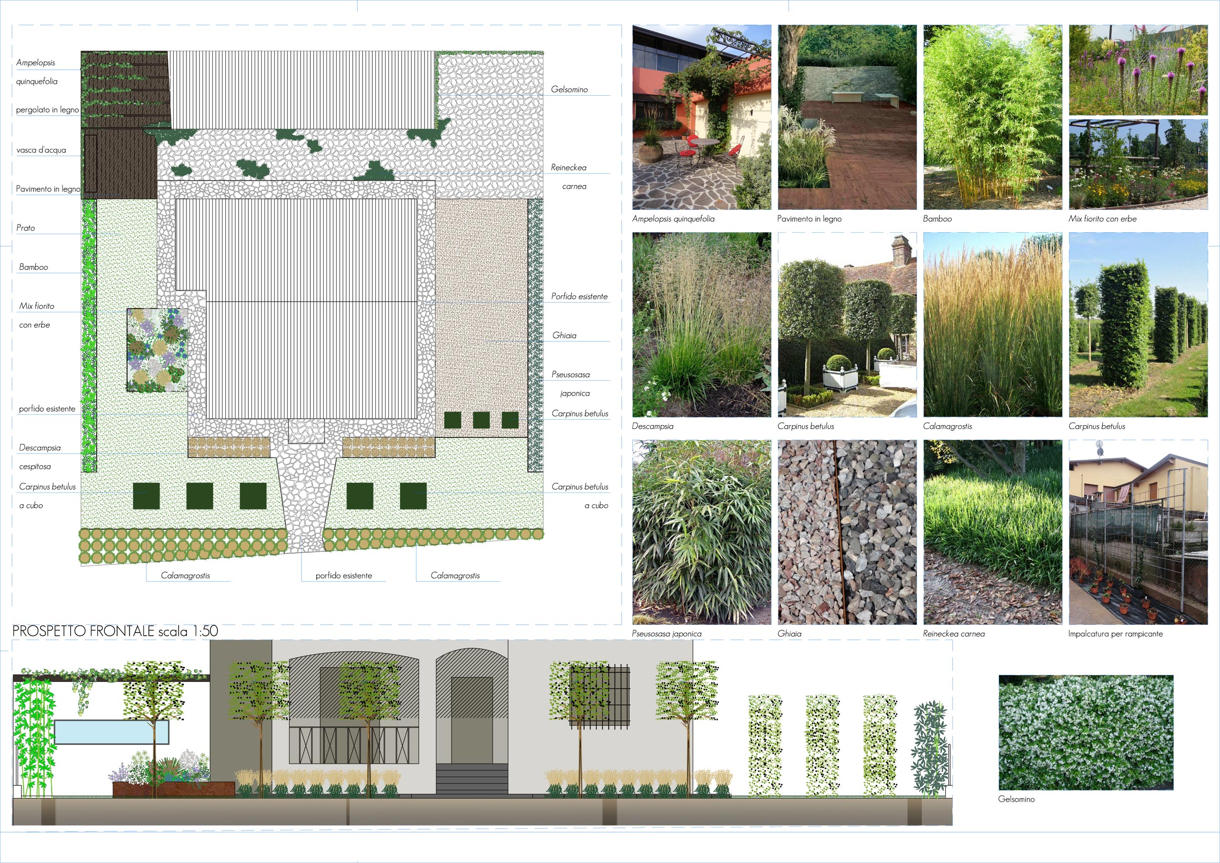 carpinus betulus, calamagrostis x acutiflora, Ampelopsis quinquefolia, Bamboo, deschampsia, Pseudosasa japonica,  reineckea carnea, trachelospermum jasminoides